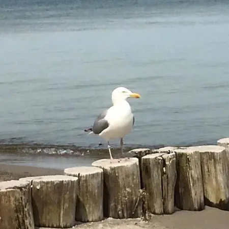 Victoria Zingst